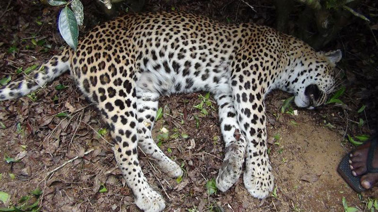 உயிரிழந்த நிலையில் சிறுத்தை மீட்பு…..!