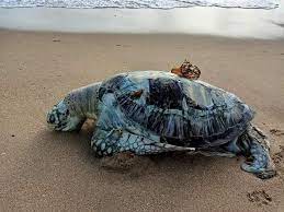 எக்ஸ்ப்ரஸ் பேர்ல் தீ விபத்தால் 473 கடல் உயிரினங்கள் பலி