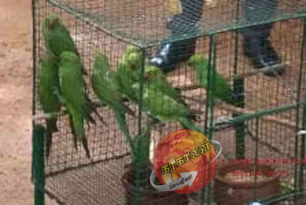 கிளிகளை அடைத்தவருக்கு அபராதம்…..!