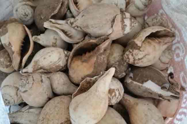 பெருந்தொகை சங்குகளுடன் சந்தேகநபர் ஒருவர் கைது-Karihaalan news.