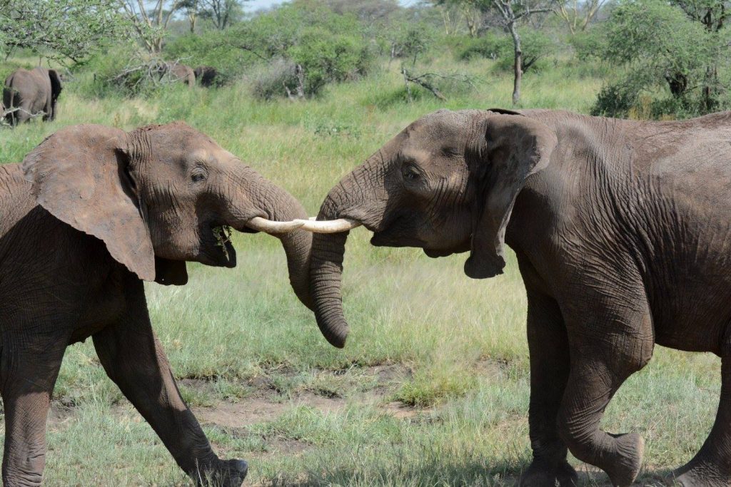 யானைத்தந்தம் கடத்தியவர் பெரியநீலாவணையில் கைது!