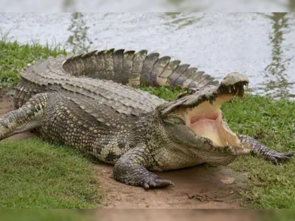 மீன் பிடித்தவரை இழுத்துச் சென்ற முதலை-Ampara news.