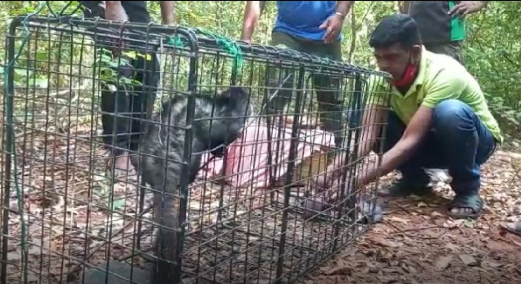 பாடசாலை வகுப்பறையொன்றில் புனுகுப் பூனைகள் உயிருடன் மீட்பு-Karihaalan news