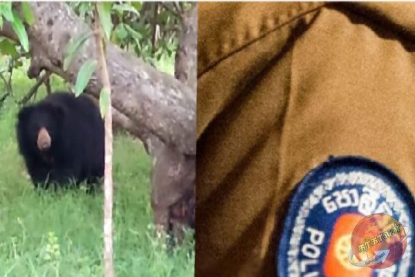 வவுனியாவில் கரடி தாக்கியதில் பொலிஸ் உத்தியோகத்தர் படுகாயம்!