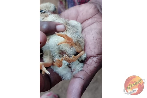 நான்கு கால்களுடன் பிறந்த கோழிக்குஞ்சு நான்கு நாட்களின் பின் உயிரிழப்பு -Karihaalan news