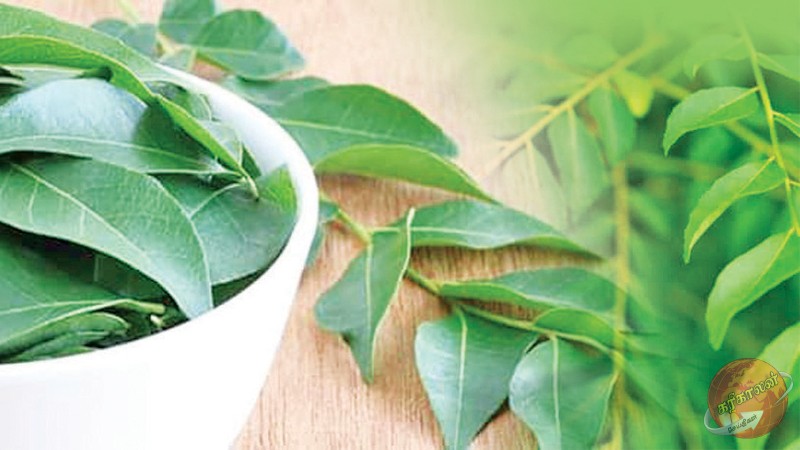 கறிவேப்பிலையின் பிரமிக்க வைக்கும் நன்மைகள்! -Karihaalan news