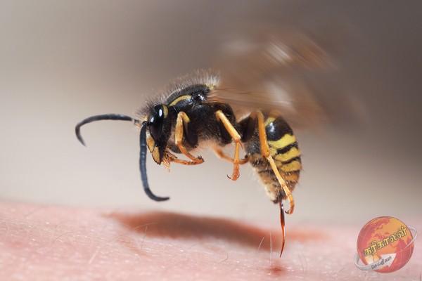 தொழிலாளியின் உயிரைப்பறித்த குளவி! -Karihaalan news