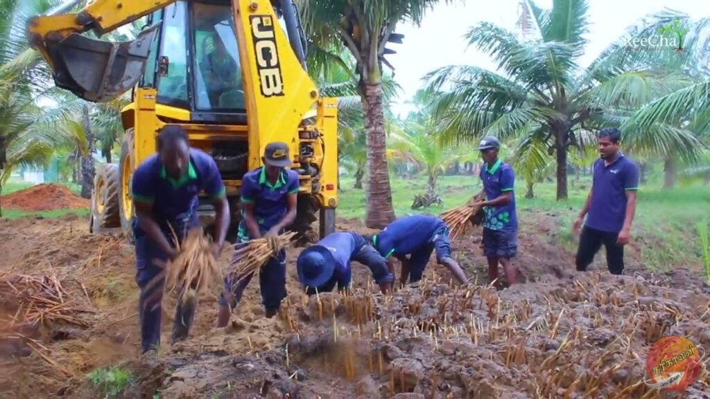 Reecha Organic Farm இல் பாரிய அறுவடை; என்ன தெரியுமா?-Karihaalan news