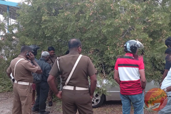 3 வாகனங்கள் மீது வீழ்ந்த புளியமரம்!