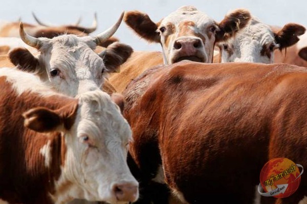 வவுனியா ஓமந்தையில் மாடு வாங்க சென்றவருக்கு நேர்ந்த அதிர்ச்சி சம்பவம்!