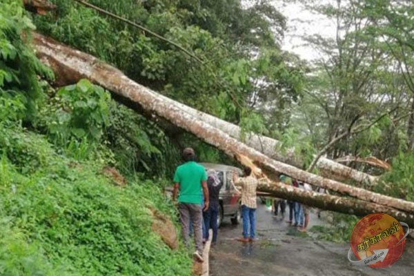 வீதியின் குறுக்கே சரிந்து வீழ்ந்த மரத்தால் போக்குவத்து பாதிப்பு