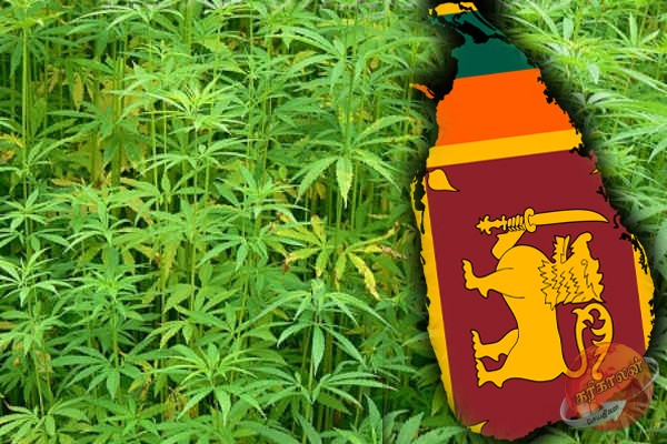 இலங்கையில் கஞ்சா பயிர்ச்செய்கைக்கு அனுமதி