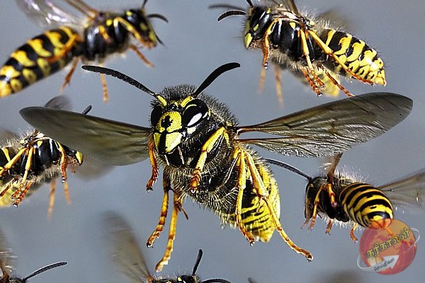 20 பாடசாலை மாணவர்கள் வைத்தியசாலையில் அனுமதி