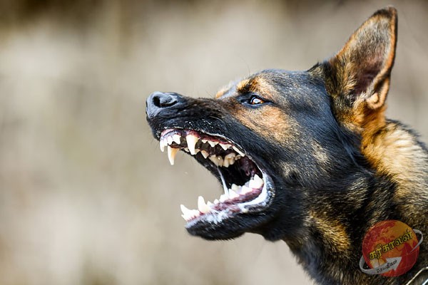 விலங்குகளால் உயிரிழந்தவர்களின் எண்ணிக்கை அதிகரிப்பு