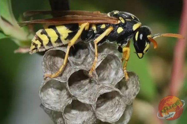 இலங்கையில் கல்லூரியின் அதிபர், ஆசிரியர்கள் உட்பட 26 பேர் வைத்தியசாலையில்! நடந்தது என்ன?