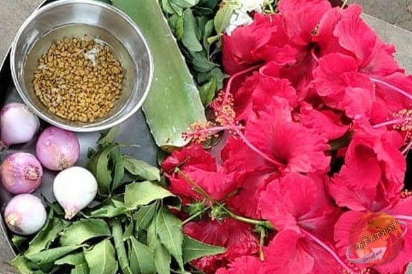 15 நாட்களில் முடி வளர வைக்கும் ஆயில்.. யாரெல்லாம் போடலாம் தெரியுமா?