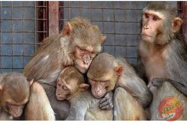 இலங்கையில் குரங்குகளினால் அழிக்கப்படும் உணவுப் பொருட்கள்!