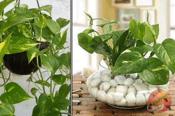 மணி பிளாண்டை ஓரங்கட்டிய செடிகள்.. வாஸ்து படி இந்த வீட்டுல வைக்கலாமா?