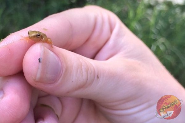 இலங்கையில் தவளைகளின் இரத்தத்தை மட்டும் உறிஞ்சும் நுளம்புகள்!