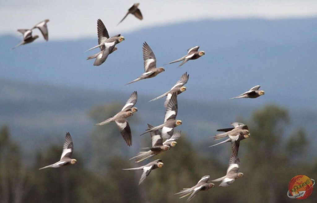 எந்த உயிரினம் வீட்டிற்கு வருவது அதிஷ்டத்தை கொடுக்கும்? கட்டாயம் தெரிஞ்சிக்கோங்க