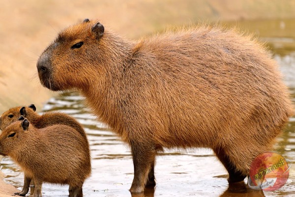 தெஹிவலை மிருகக்காட்சிசாலையில் உலகின் பெரிய எலிகள்