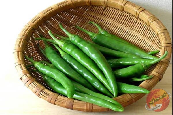 இயற்கை வலி நிவாரணியாக செயல்படும் பச்சை மிளகாய்: இந்த பொருள் தான் காரணமா?