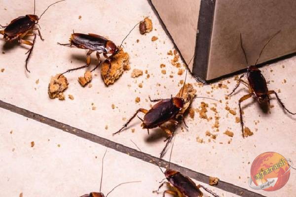 கரப்பான் பூச்சிகளுக்கு முடிவு கட்டனுமா? அப்போ இந்த பொருட்கள் போதும்