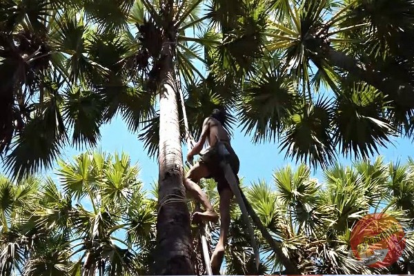 பனம் பொருட்களால் இலங்கைக்கு 78 மில்லியன் ரூபா வருமானம்!