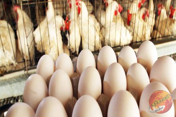 கோழி இறைச்சி, முட்டை விலை மீண்டும் வீழ்ச்சி!