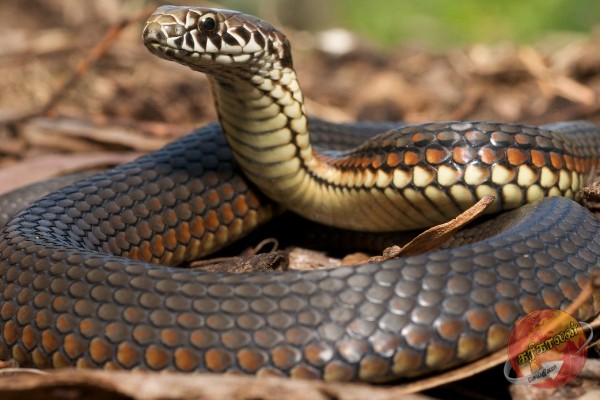 யாழில் பாம்பு தீண்டி குடும்பஸ்தர் உயிரிழப்பு