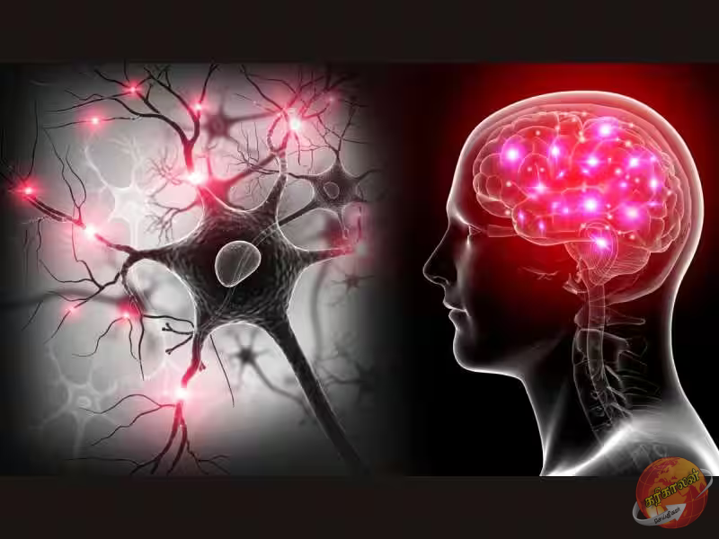 நரம்பு மண்டலத்தை வலுப்படுத்தும் சூப்பர் உணவு