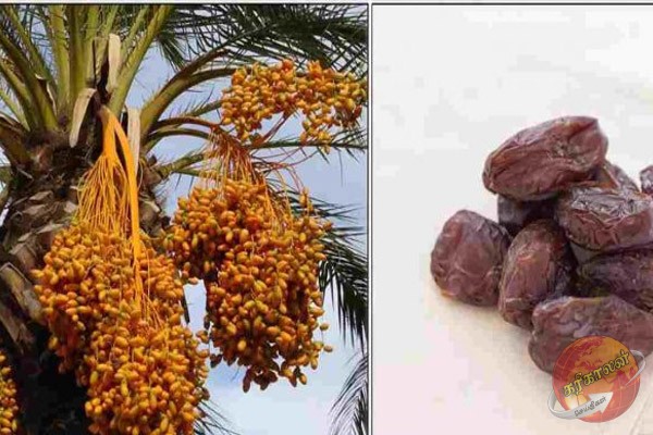 தினமும் ஒரு ஈச்சம்பழம்… இத்தனை நோய்கள் குணமாகுமா ?