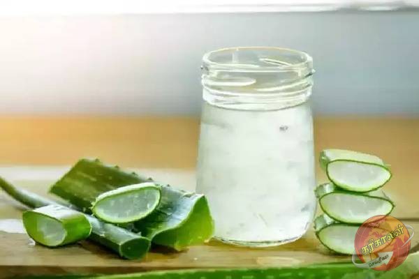 கூந்தல் காடு மாதிரி அடர்த்தியா வளரணுமா? அப்போ இந்த Aloe Vera ஒன்னு போதும்