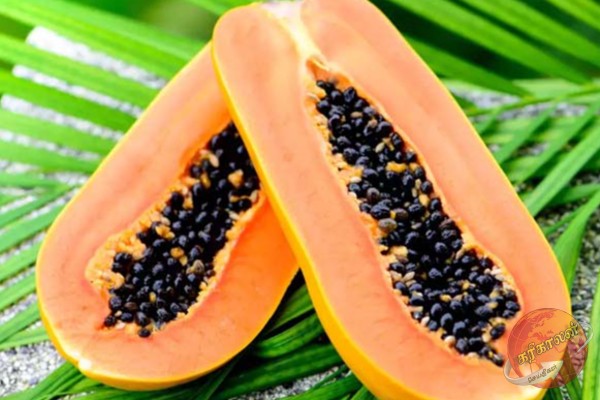 கெட்ட கொழுப்பை கடகடவென குறைக்கும் பப்பாளி… ஏராளமான நன்மையை தெரிஞ்சிக்கோங்க