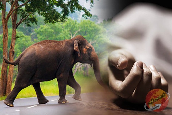 தமிழர் பகுதியில் யானை தாக்கி உயிரிழந்த வயோதிபர்