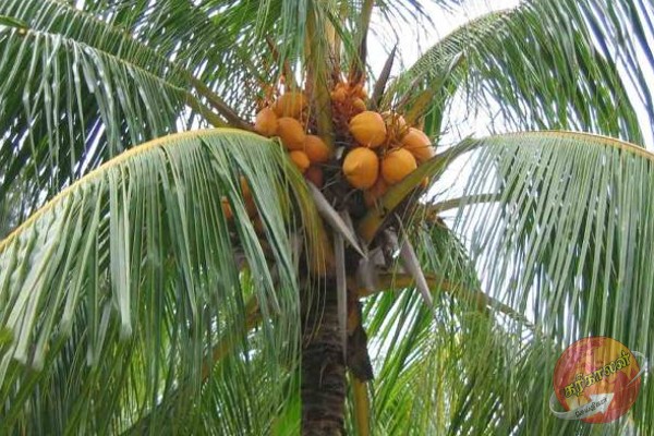 தென்னை மரத்தில் ஏறிய குடும்பஸ்தர் ஒருவருக்கு நேர்ந்த அதிர்ச்சி சம்பவம்!