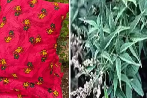 தலைவலியைத் தீர்க்கும் நொச்சி இலை தலையணை