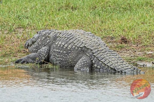 தமிழர் பகுதியொன்றில் பரபரப்பு சம்பவம்… வீட்டு வளாகத்திற்குள் நுழைந்த எமன்!