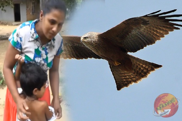 சிறுவனை தூக்கி செல்லமுயன்ற ராட்சத பருந்து; இலங்கையில் பரபரப்பு சம்பவம்!