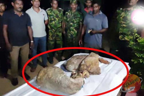 சுமார் 23 கோடி ரூபா பெறுமதி திமிங்கல வாந்தி; மீனவர்கள் கைது!