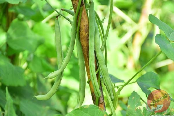 இலங்கையில் பலரையும் வியக்க வைத்த போஞ்சி விலை