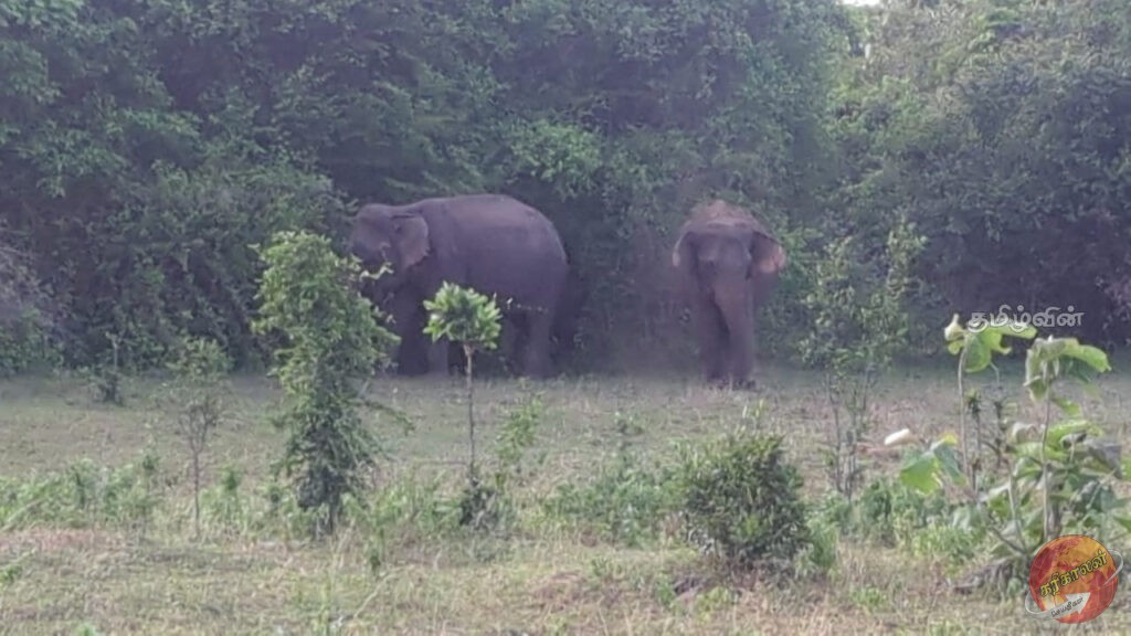முல்லைத்தீவில் காட்டு விலங்குகள் தொடர்பான எச்சரிக்கை பதாகை தேவை