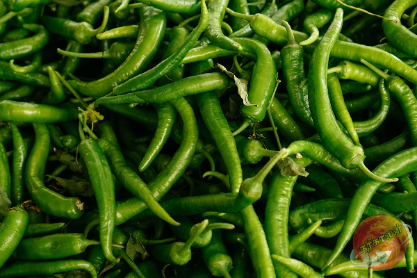 இலங்கையில் பச்சை மிளகாய் ஐஸ்கிரீம் உற்பத்தி