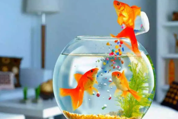 வாஸ்து படி வீட்டில் வளர்க்கும் மீன் இறந்தால் அது துரதிர்ஷ்டமா?