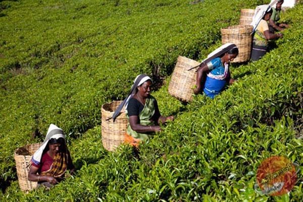 தோட்டத் தொழிலாளர் சம்பளம் குறித்த இறுதி முடிவை மீண்டும் எடுக்க கூட்டம்