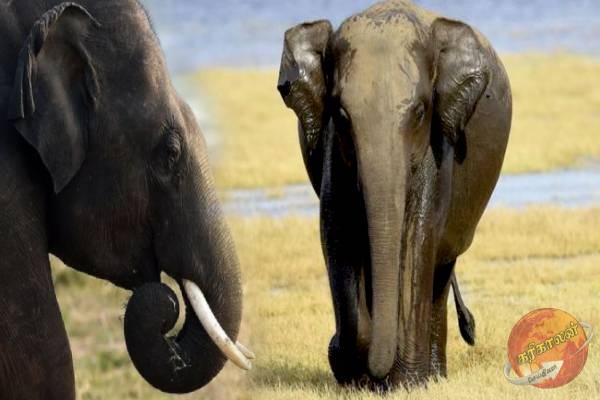 நாட்டிலுள்ள யானைகள் தொடர்பில் எடுக்கப்பட்டுள்ள நடவடிக்கை