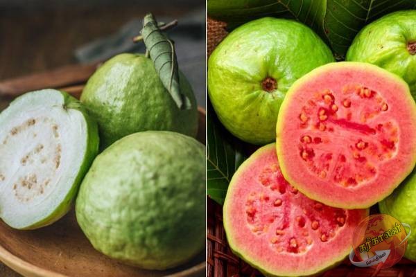 கொய்யா சாப்பிட சரியான நேரம் எதுன்னு தெரியுமா? காரணம் இது தான்!