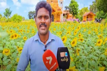 யாழில் பட்டதாரி இளைஞனின் வியக்க வைக்கும் சூரியகாந்தி தோட்டம்