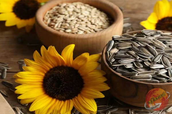 தினமும் சூரியகாந்தி விதை சாப்பிட்டால் உடலில் இத்தனை ஆரோக்கிய நன்மைகளா?