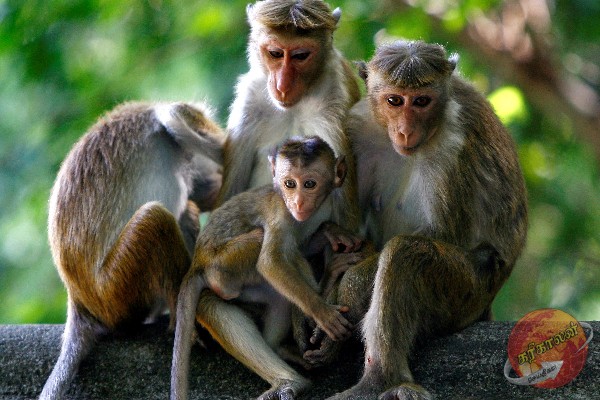 முல்லைத்தீவு பாடசாலை தண்ணீர் தொட்டியில் அழுகிய நிலையில் குரங்குகளின் சடங்கள்!